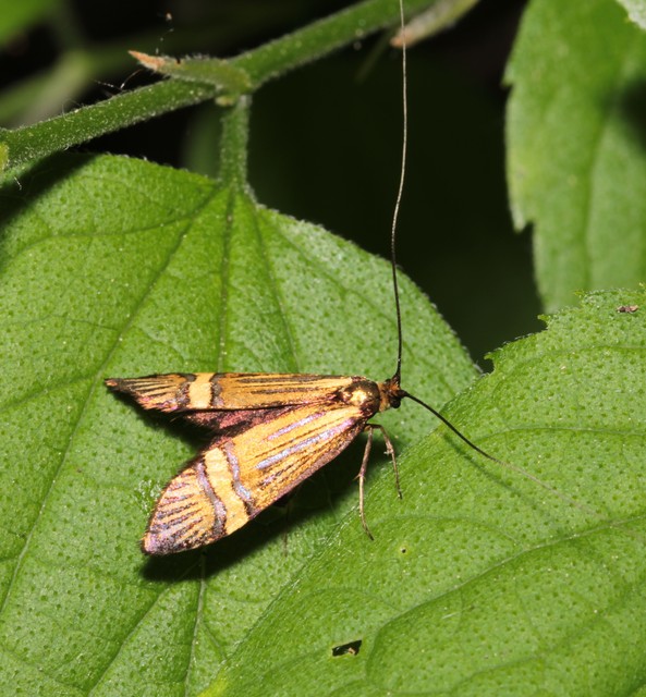 Nemophora degeerella - pompás tőrösmoly