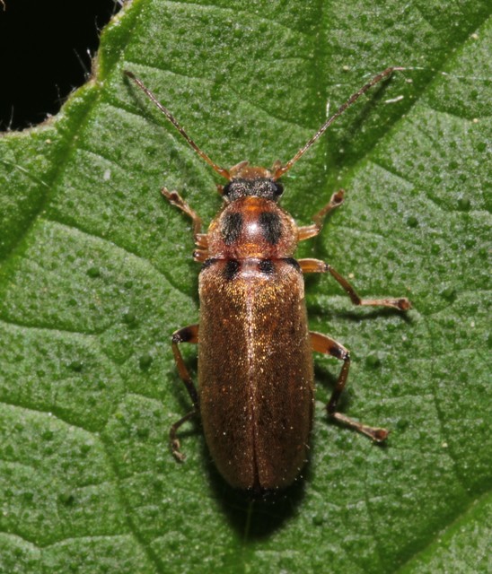 Osphya bipunctata - kétalakú komorka