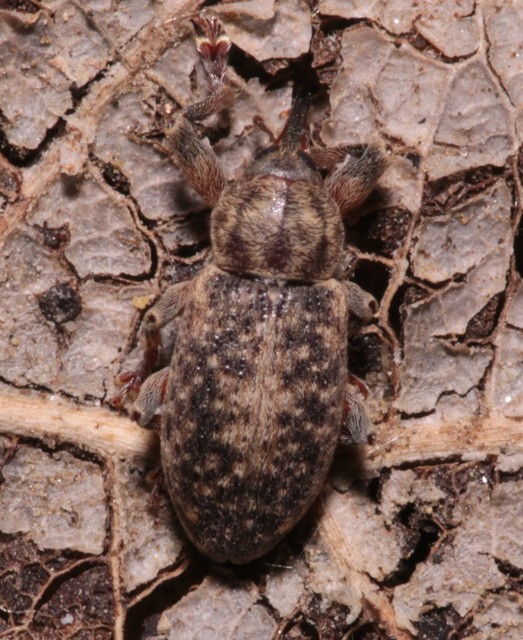 Dorytomus tremulae - rezgőnyár-hangormányos