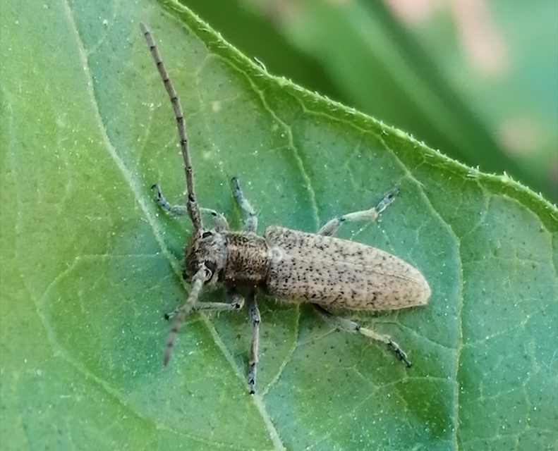 Pilemia hirsutula - macskaherecincér
