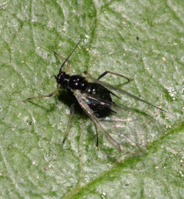Aphididae - valódi levéltetvek