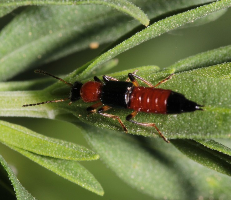 Paederus