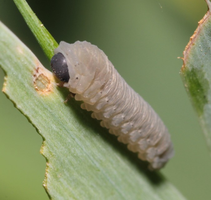 Rhadinoceraea reitteri - nagy nőszirom-levéldarázs