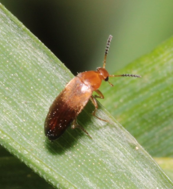 Anaspis flava - sárga árvabogár