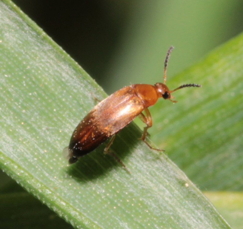 Anaspis flava - sárga árvabogár