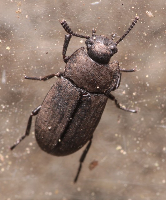 Gonocephalum granulatum pusillum