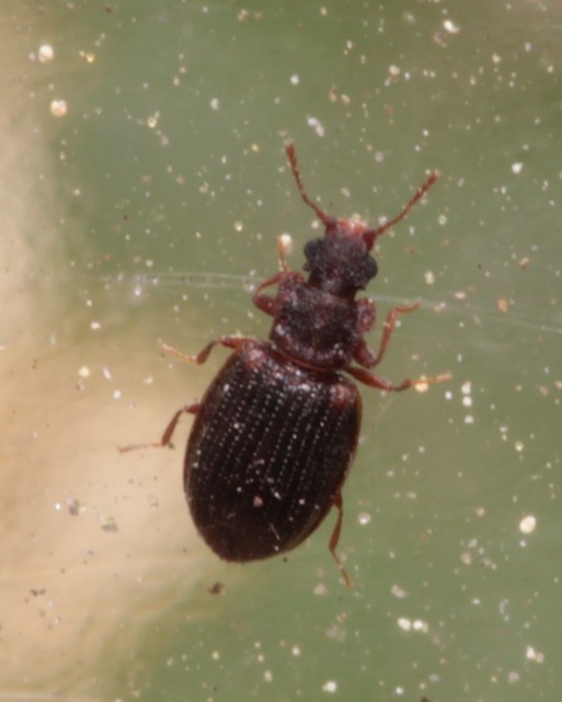 Latridiidae - pudvabogárfélék Latridiidae - pudvabogárfélék