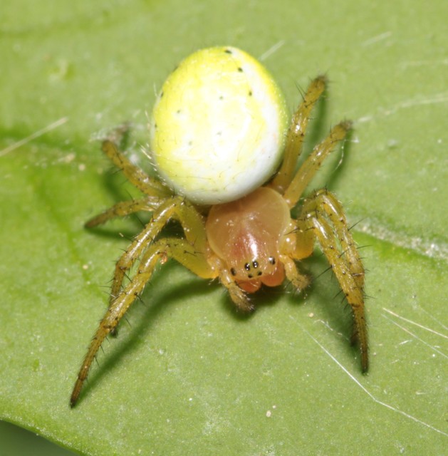 Araniella