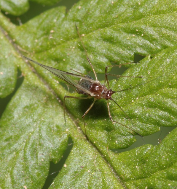 Aphididae - valódi levéltetvek