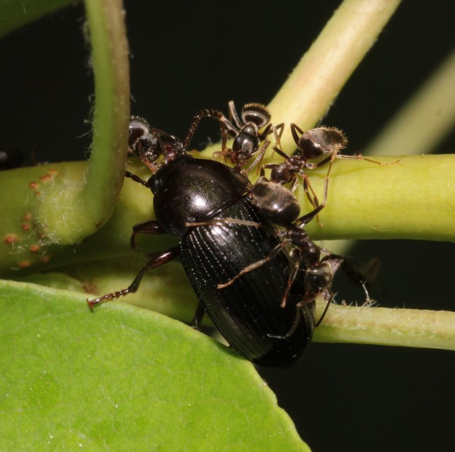 Nalassus dermestoides - rövidszárnyú gyászbogár