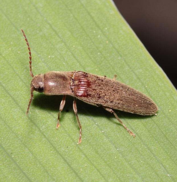 Synaptus filiformis - talpas pattanó
