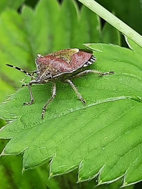 Dolycoris baccarum - közönséges bogyómászó-poloska