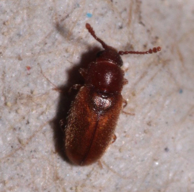 Cryptophagidae - penészbogárfélék