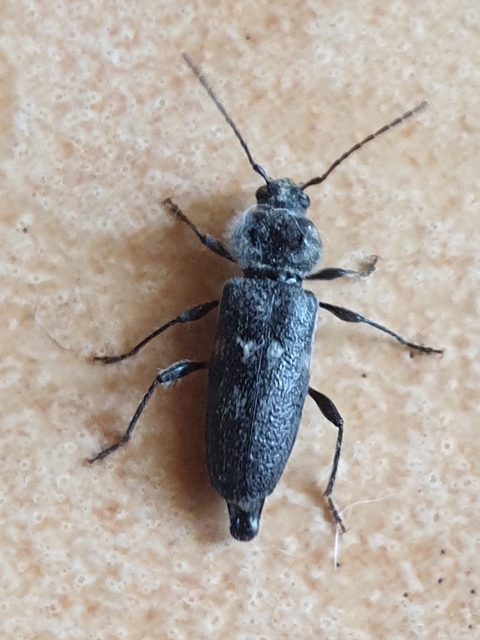 Hylotrupes bajulus - házicincér
