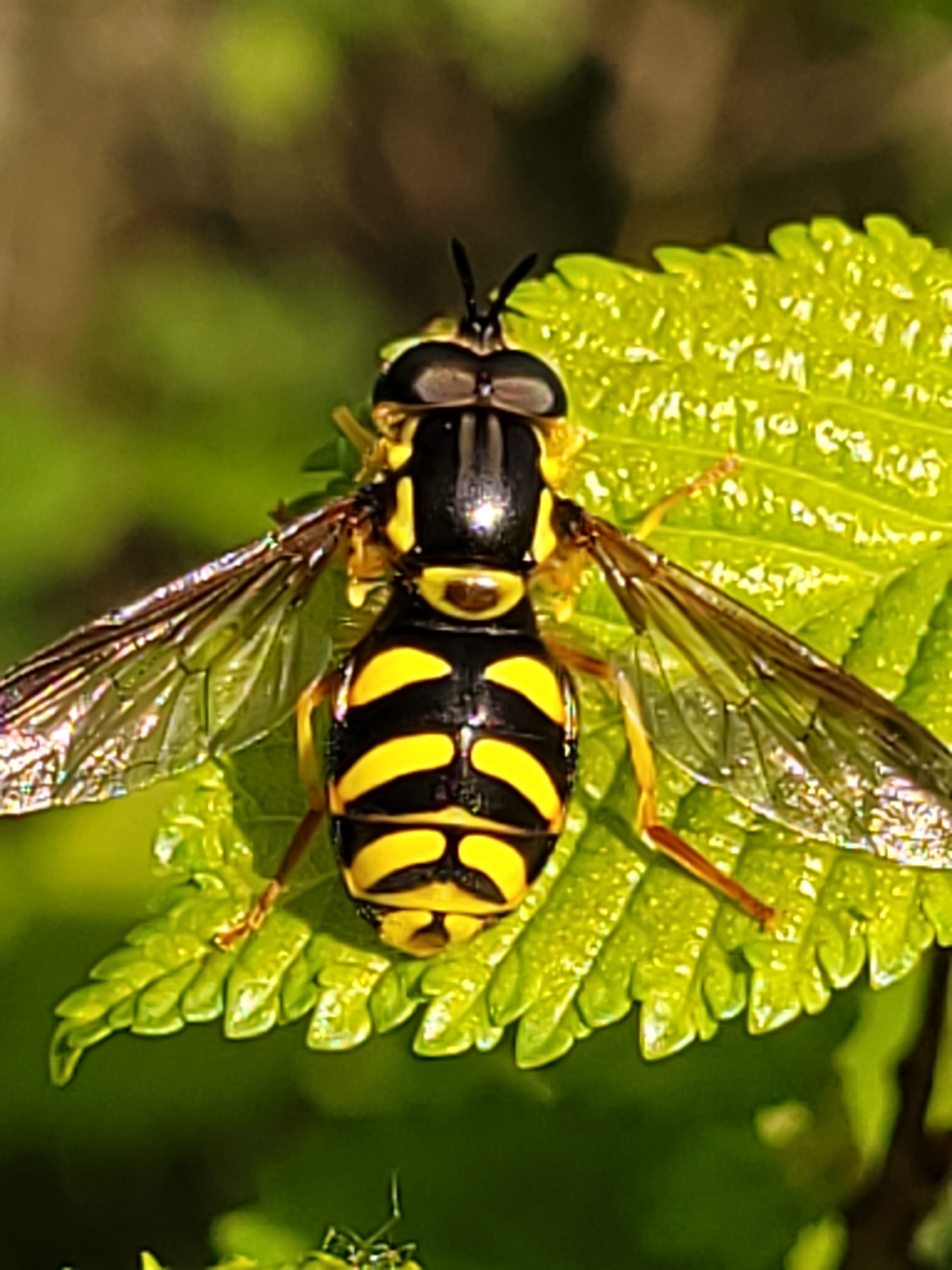 Chrysotoxum intermedium - déli öveslégy