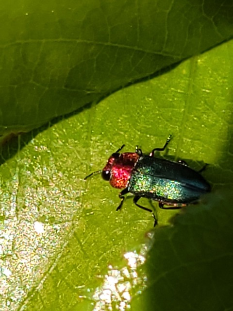 Anthaxia nitidula - ragyogó virágdíszbogár