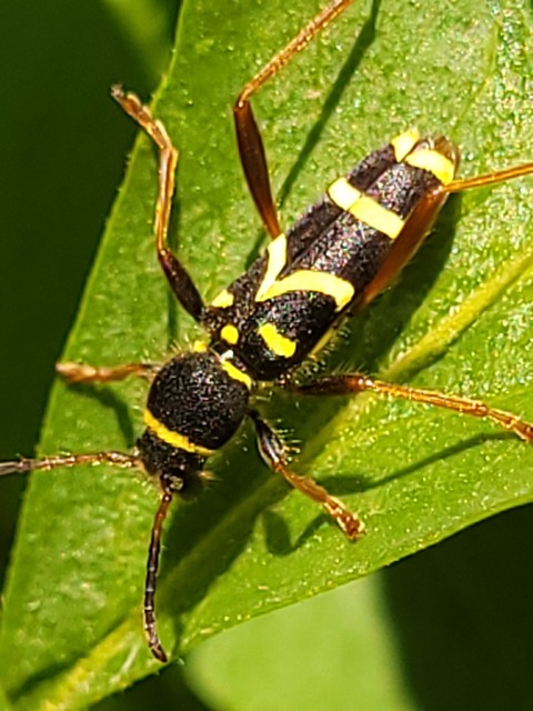 Clytus arietis - közönséges darázscincér