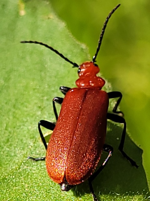Pyrochroa serraticornis - közép-bíborbogár