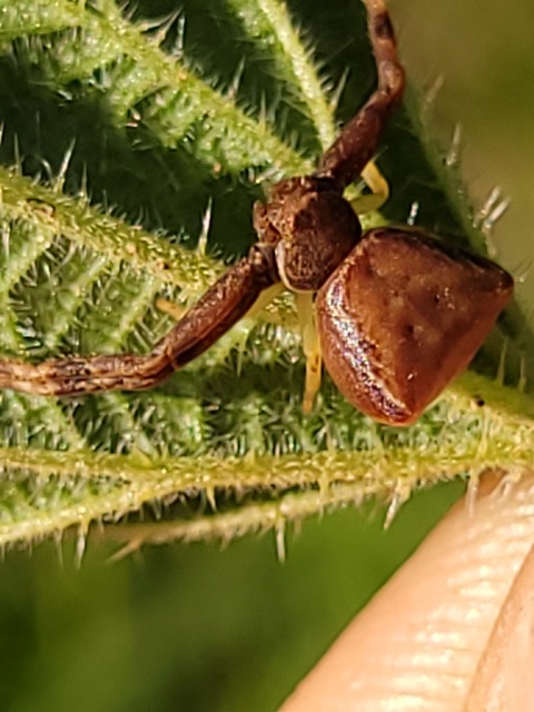 Pistius truncatus - csonka karolópók