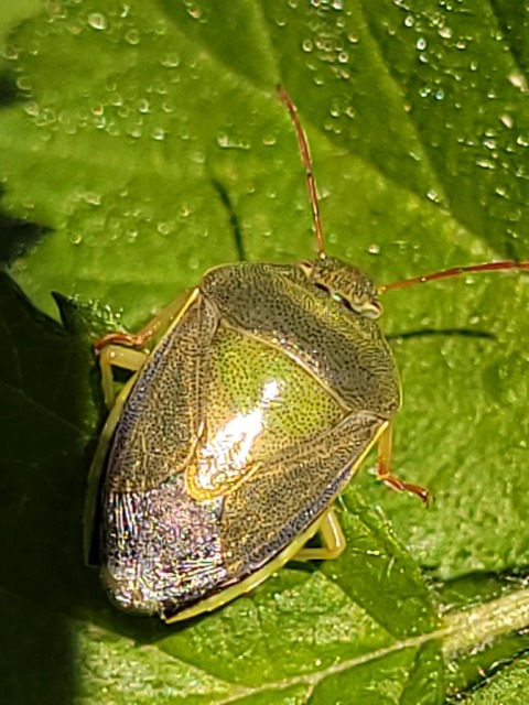 Piezodorus lituratus - bíboros címerespoloska Piezodorus lituratus - bíboros címerespoloska