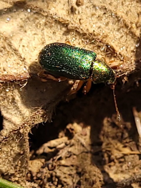 Floricola ulema - aranyos somlevelész