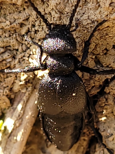 Meloe scabriusculus - érdes nünüke