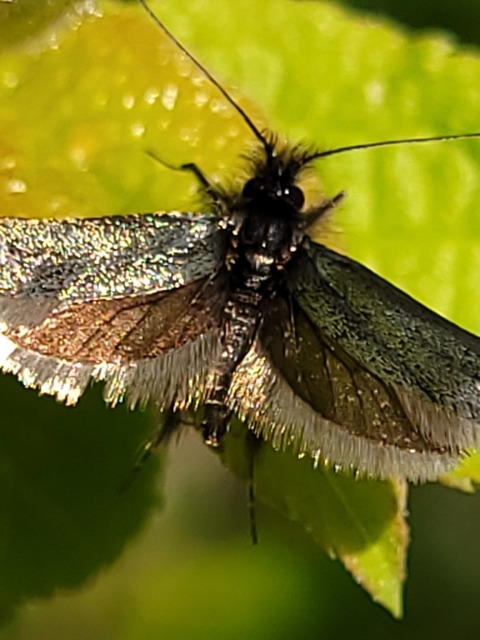 Adela reaumurella - smaragdfényű tőrösmoly