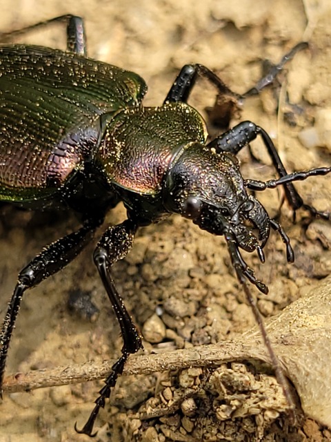 Calosoma inquisitor - kis bábrabló