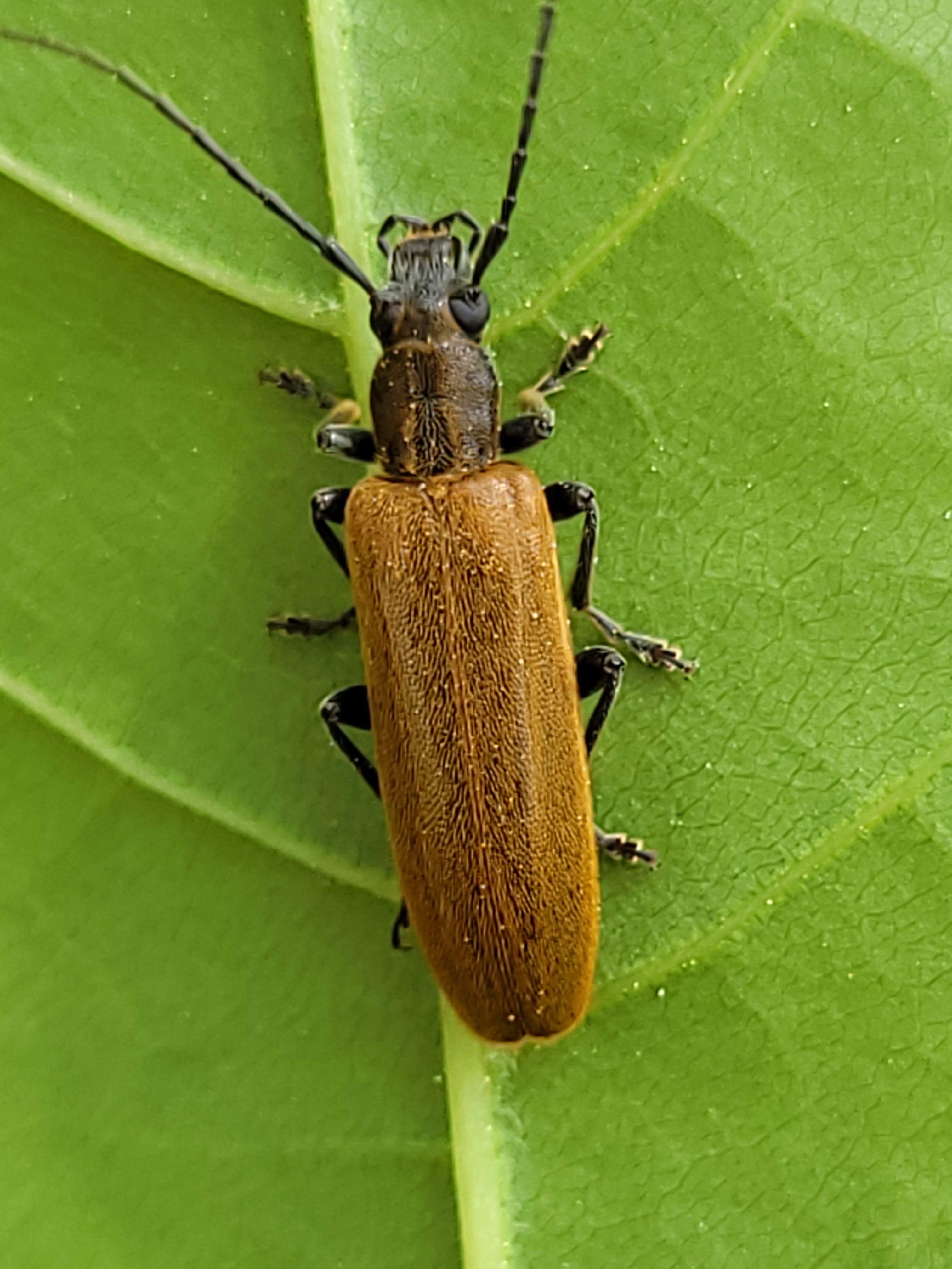 Sparedrus testaceus - szőrös álcincér
