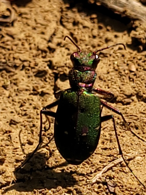 Cicindela campestris - mezei homokfutrinka