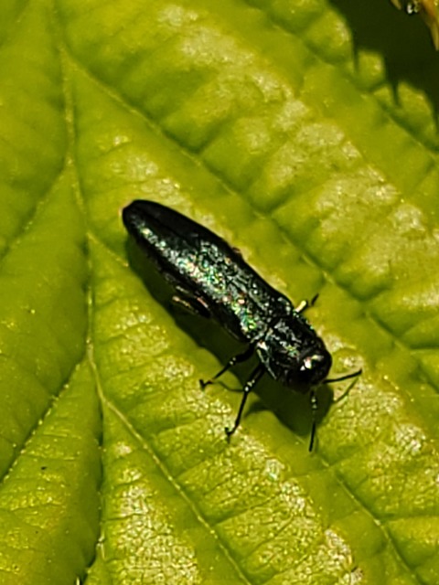 Agrilus sulcicollis - hengeres karcsúdíszbogár