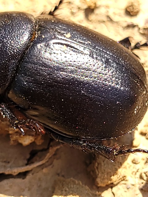 Pentodon idiota - butabogár