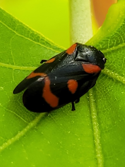 Cercopis arcuata/sanguinolenta