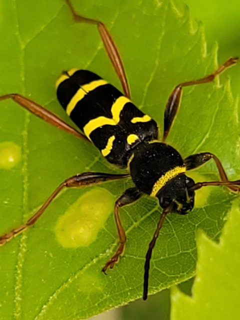 Clytus arietis - közönséges darázscincér