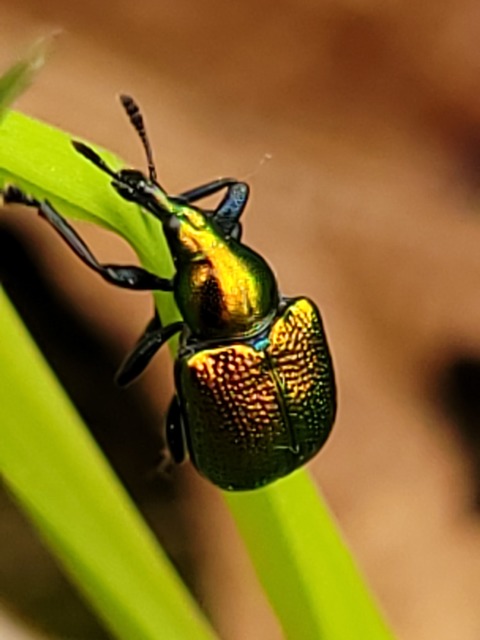 Byctiscus populi - nyárfa-levélsodró