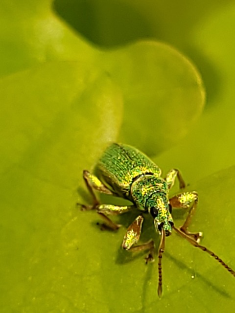 Phyllobius argentatus - ezüstös levélormányos
