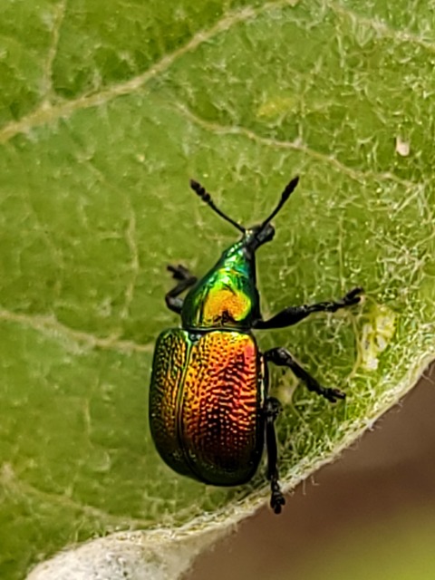 Byctiscus populi - nyárfa-levélsodró
