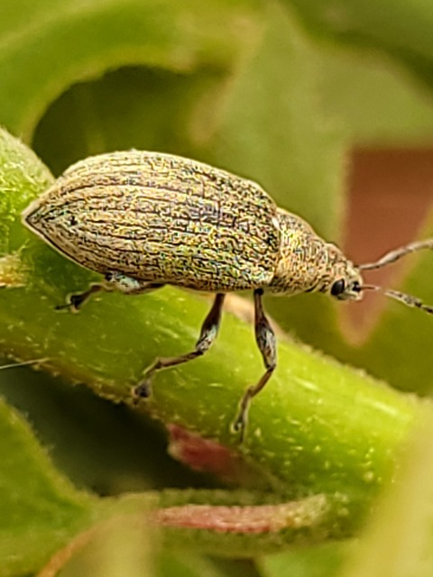 Phyllobius pyri - gyümölcsfa-levélormányos