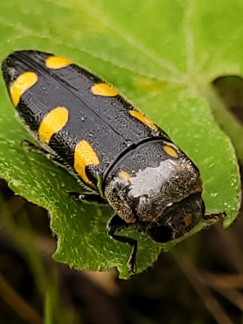 Ptosima undecimmaculata - sárgafoltos díszbogár