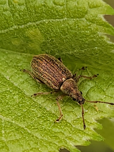 Phyllobius pyri - gyümölcsfa-levélormányos
