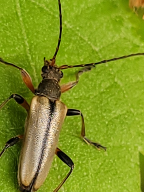 Cortodera humeralis - négyfoltos cserjecincér
