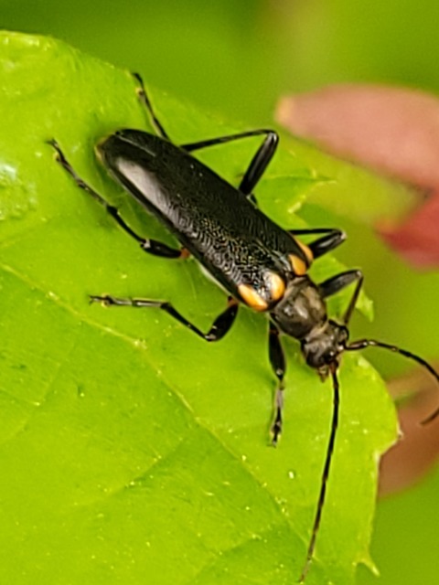 Cortodera humeralis - négyfoltos cserjecincér