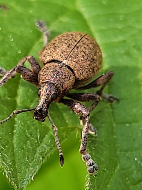 Liophloeus
