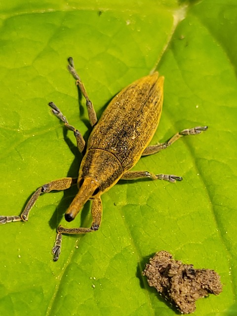 Lixus iridis - bürökfúró dudvabarkó