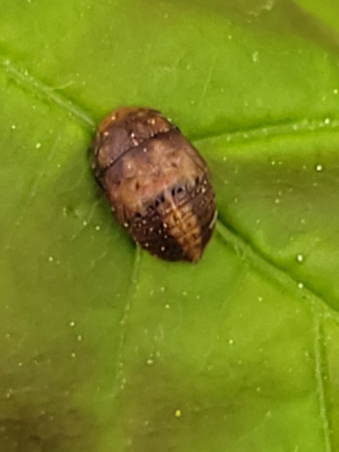 Penthimia nigra - fekete kabóca Penthimia nigra - fekete kabóca