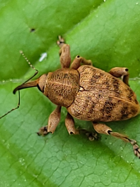 Curculio venosus - tarajos zsuzsóka