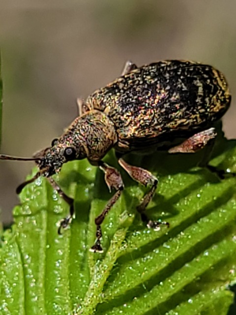 Phyllobius glaucus - éger-levélormányos Phyllobius glaucus - éger-levélormányos