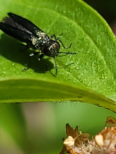 Agrilus angustulus - közönséges karcsúdíszbogár