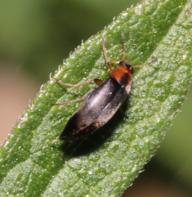 Anaspis varians - változó árvabogár