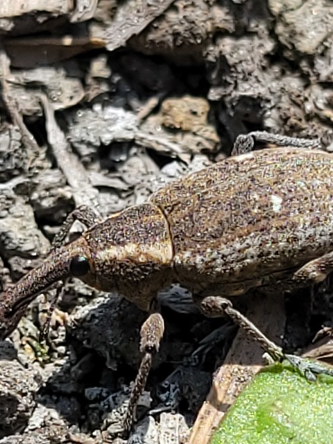 Lepyrus palustris - kétpettyes fűzormányos